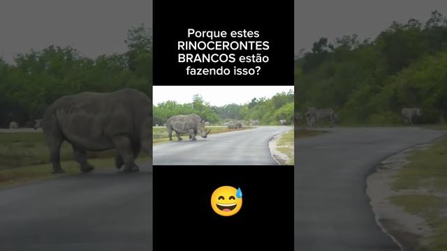 Rinocerontes se esponjando na lama