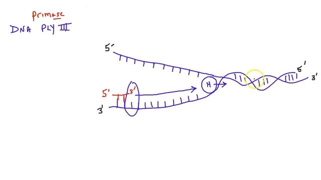 AP Bio - DNA Replication