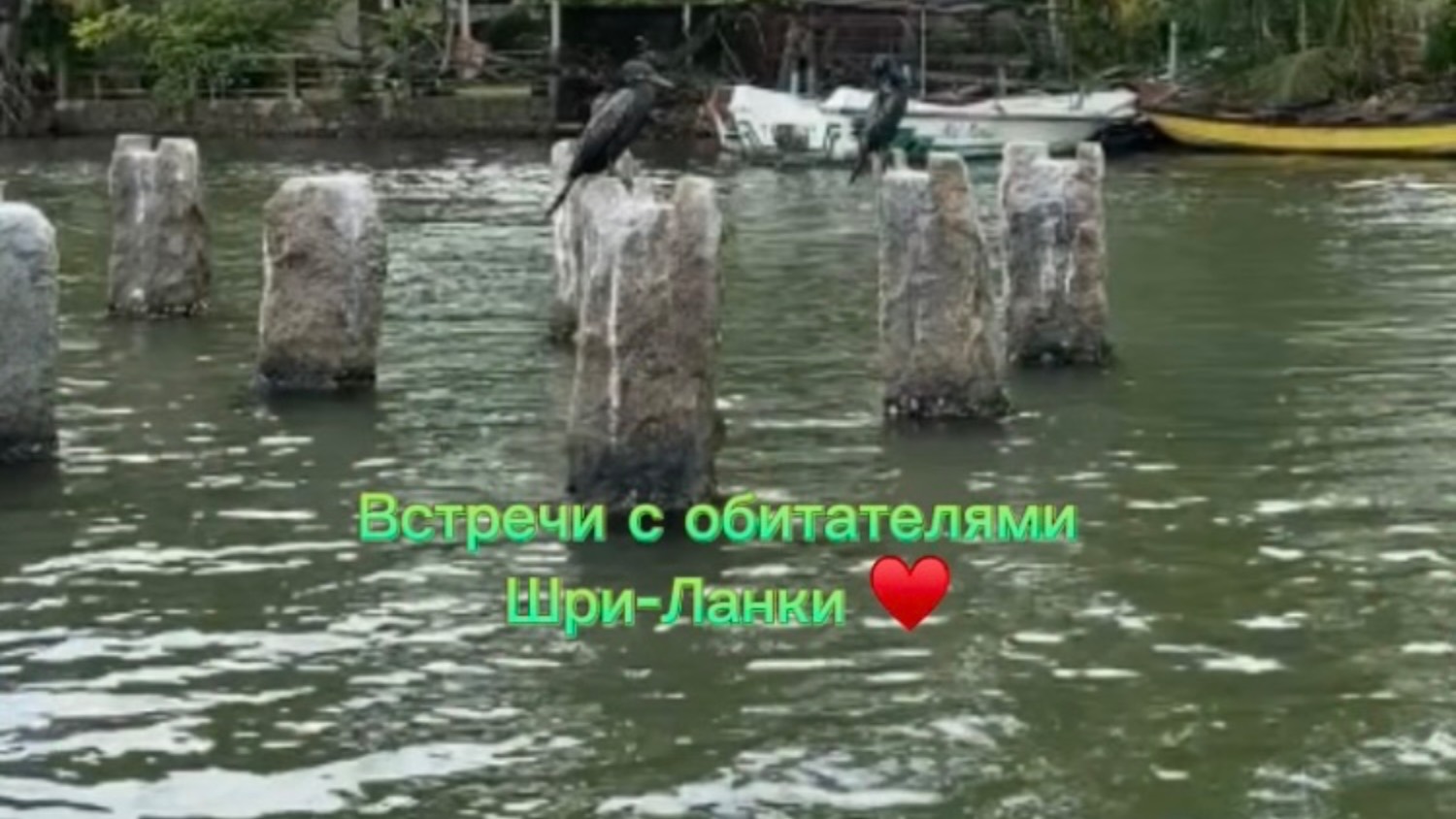 Встречи с обитателями Шри-Ланки)