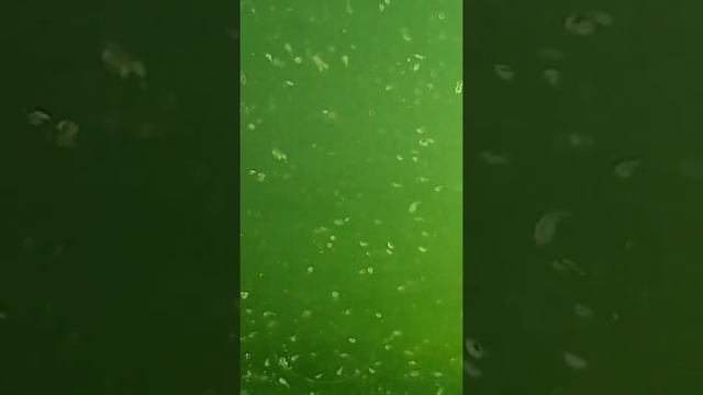 Nuôi sinh khối lớn copepods (Mass culture of Copepods)