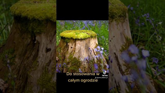 🤔Jak możesz zapobiec wyrastaniu chwastów?🌿 My wiemy! 👍