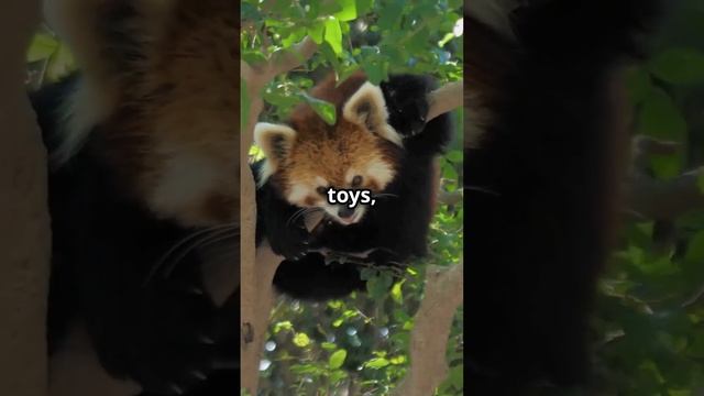 7 Cute Animals That Can Turn Ferocious! #facts #panda #kinkajou #redPanda #duck #goose #goat #glide