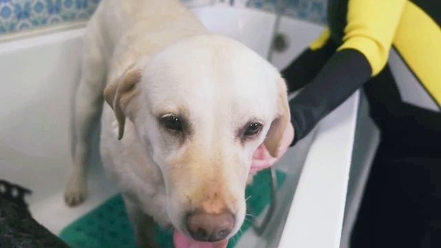 Занятия для собак в Зооцентре Lucky Dog