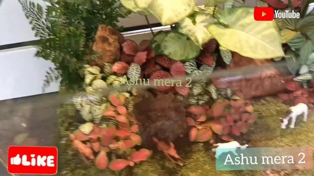 ZOOLOGICAL AND BOTANICAL GARDEN HONGKONG || HOME GARDEN || EDIBLE PLANTS || CACTUS