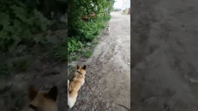 Джокер гуляет