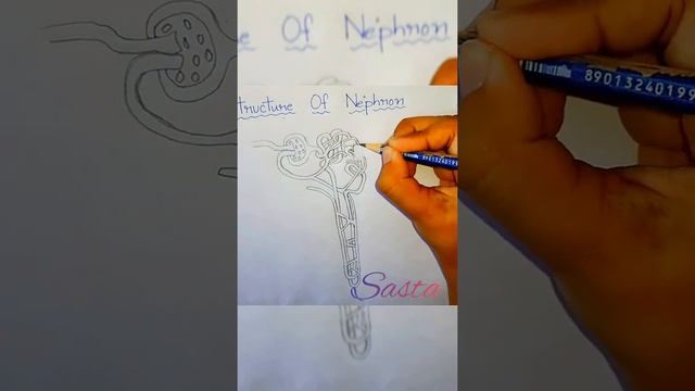 Diagram of Nephron #Shahin Akhter