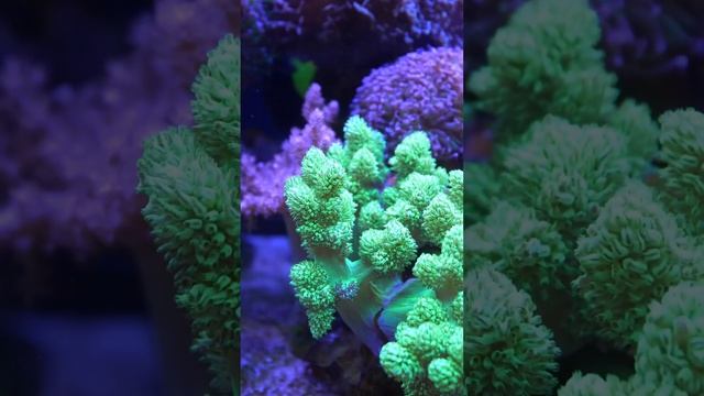 Not all corals are happy