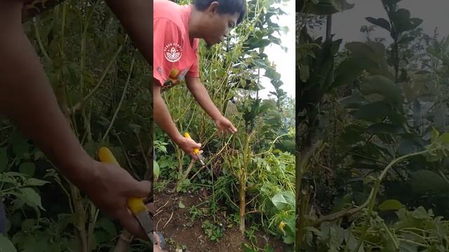 tips peremajaan bayam tua agar kembali produktif #bayam #sayuran #sayuransehat #sayuranorganik