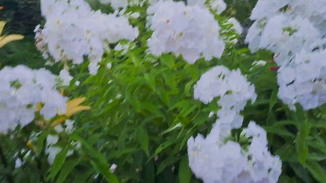 Жара!🏡 Мой цветущий сад на 26 июля.🌹В конце видео красота в Екатерининском Дворце и фото на память