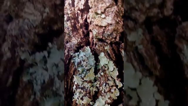 Oak & Silver Lichen