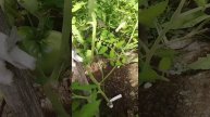 Сделай так и урожая томатов будет огромный! Обрезка листьев томатов, пасынкование, формирование