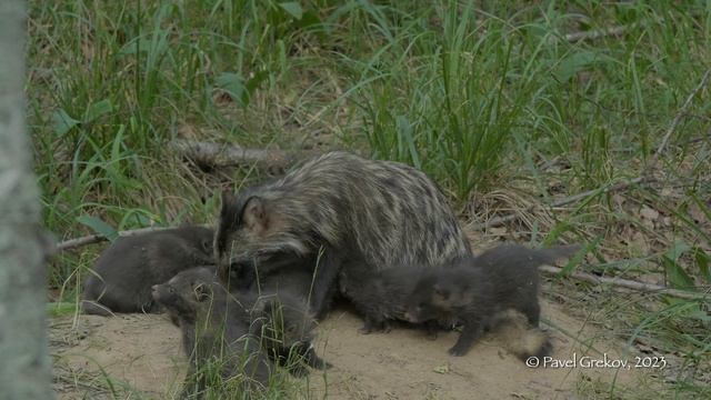 Енотовидная собака со щенками. Raccoon dog with puppies.