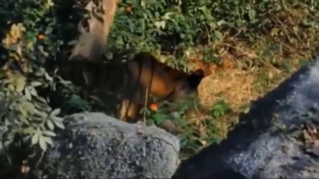 Дикая природа. Король зверей и другие хищники.