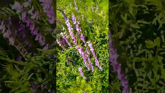 мышиный душистый горошек #природа