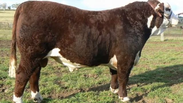 Herefords Northern NSW Association DUBBO video