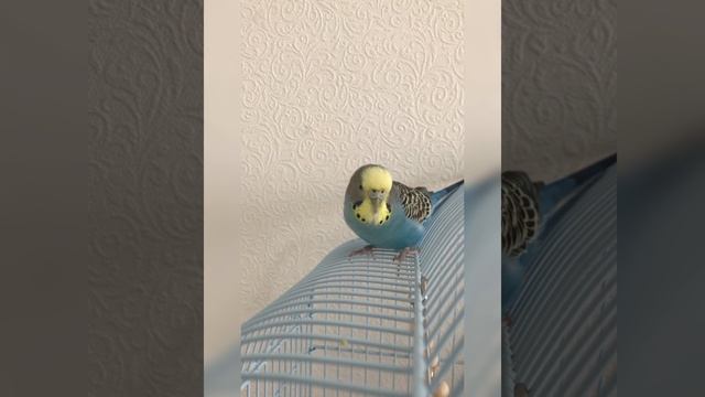 Хи хи хи