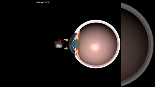 Human 3D, Орг.чув, 06 От глаза к мозгу