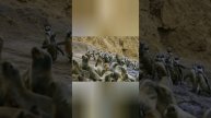 Грязная пингвинья работенка!