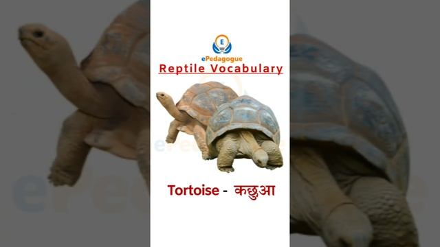 Reptiles Vocabulary | English vocabulary with image | Aquatic Animals | #explore #knowledge #gkindi