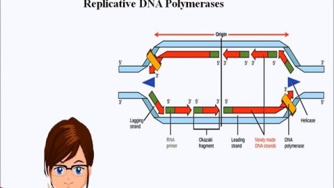 Elongation of eukaryotic replication