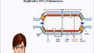 Elongation of eukaryotic replication