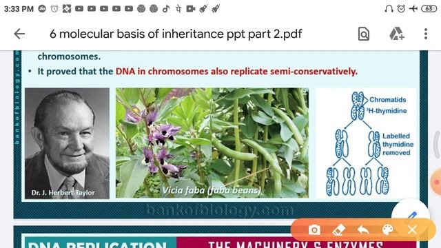 DNA replication