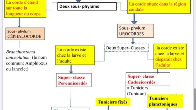 Zoologie L2 Snv : procordés