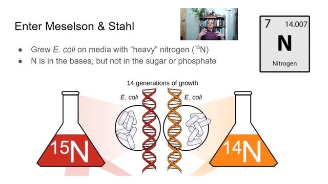 Models of DNA replication