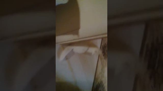 Злой кот