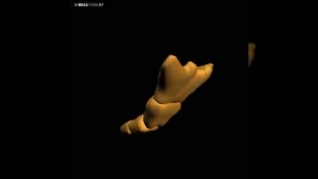 Human 3D, Скелет,13 Копчик