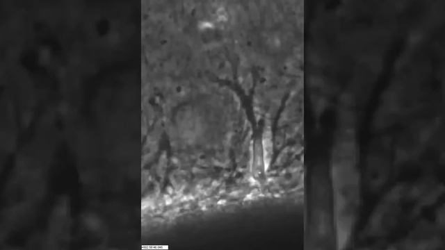 Cell Motility and Mechanics in Three-Dimensional Collagen Matrices: Supplemental Video 1