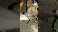 Cute Snail Shell