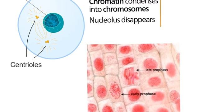 Cell Cycle, Mitosis, & Cytokinesis