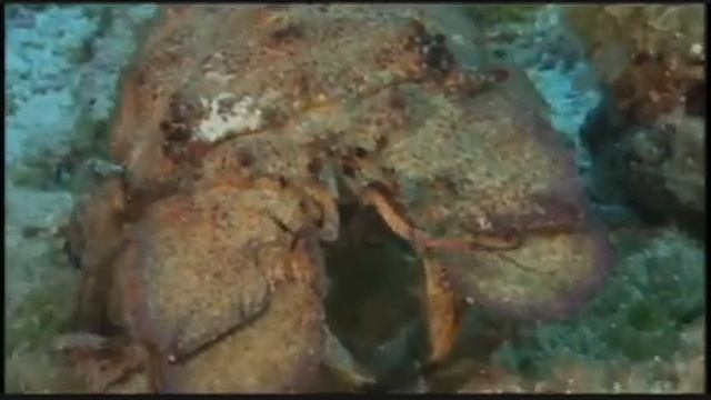 Hawaii Institute of Marine Biology