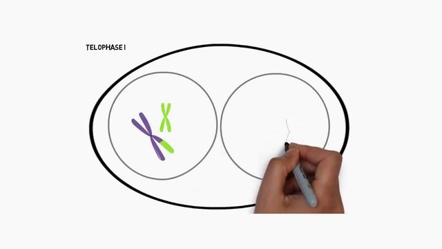 Meiosis and variation