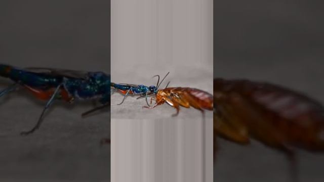 The Demontor Wasp: A Thai Parasite that Turns Cockroaches into Zombies