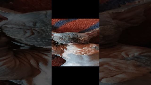 питомник эльфов и бамбино Половинка Моя