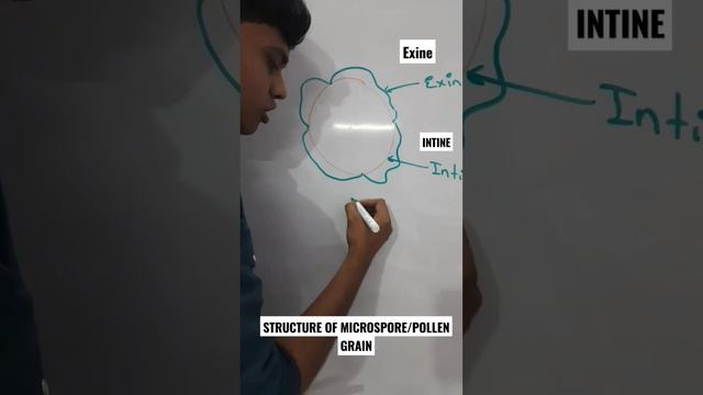 Structure of Microspore or Pollen Grain , Male gametophyte  #biology #classes #advance #botany