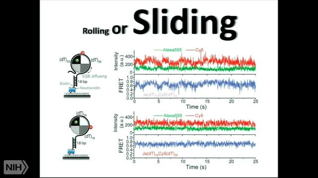 Genome Maintenance Up Close and Personal: Eavesdropping on Single Molecular Conversations