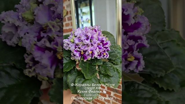 Ф-Кораллы Белого Моря спорт КФ. Прекрасный вариант цветения. Когда понятие спорт не несёт негативну