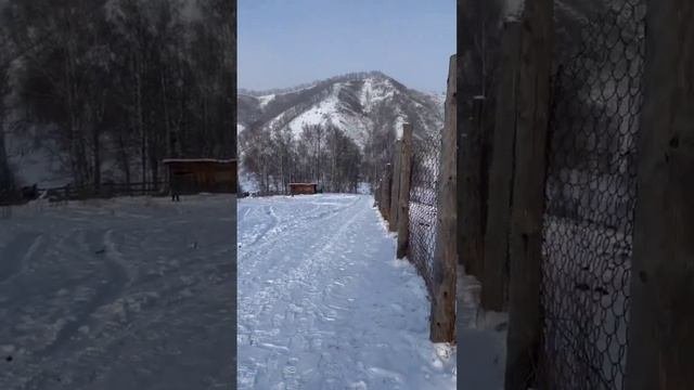 ЗУБР. (BISON Bonasus)
