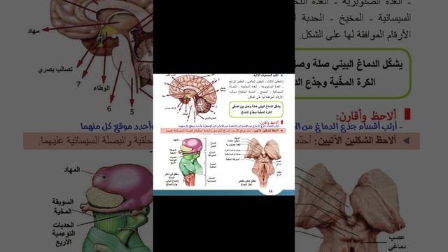 الجهاز العصبي عند الإنسان من كتاب العلوم للصف الثالث الثانوي | بكالوريا سوريا