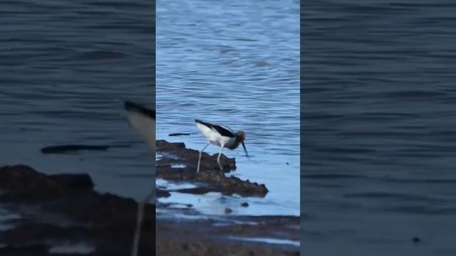 American Avocet niche part 1- food web