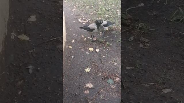 Семья ворон. Мясной завтрак \ Crow family. Meat for breakfast