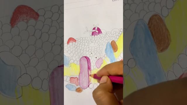 Fluid Mosaic Model l Cell membrane l Phospholipid Bilayer #studentlife #drawing #mbbs #histology