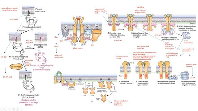 transducción señales receptor tirosina quinasa treonina serina insulina TGFB citoquinas STST SMAD P