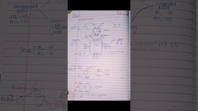 🔥 BREATHING & EXCHANGE OF GASES||md sir||PW||#aiimers notes||💓