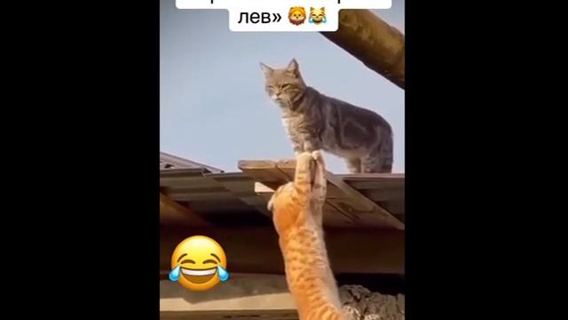 Отрывок из Король лев ))