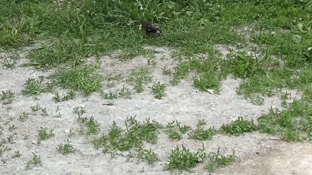 Leucistic Sturnus vulgaris  -  лейцизм у обыкновенного скворца