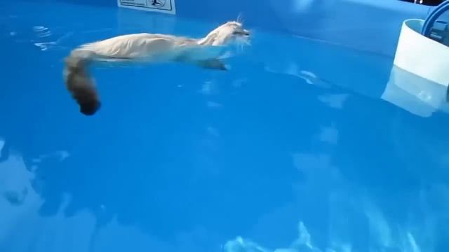 Кот плавает в бассейне